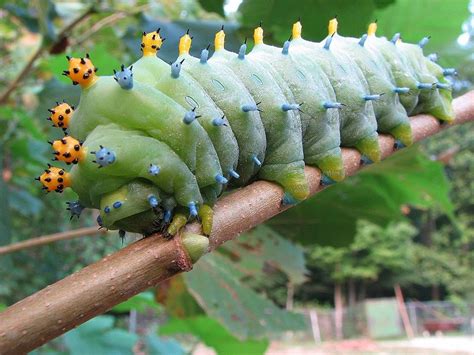 My Temple of Nature: Creepy Caterpillars