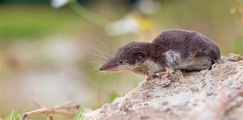 What Is A Shrew? - Varment Guard Wildlife Services