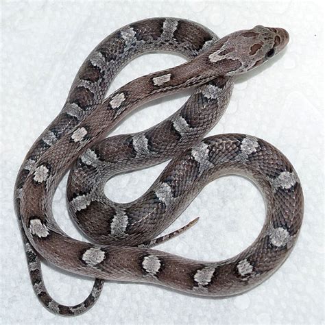 Baby Corn Snake - SAM Vegetable