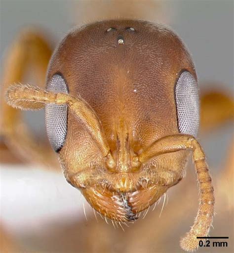 Acacia-ants | Pseudomyrmex ferrugineus | Insect