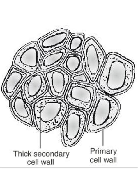 Describe sclerenchyma with a neat labelled diagram - Brainly.in