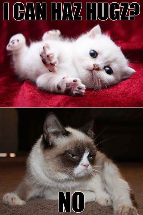 Más de 25 ideas increíbles sobre Grumpy cat no meme en Pinterest