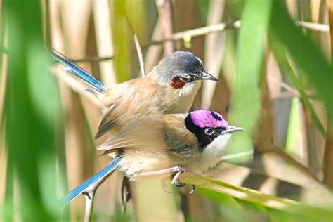 Fairywrens: Australian birds can nest out of breeding season to boost ...