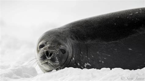 There are over 800,000 Weddell seals in the world today. During a trip ...