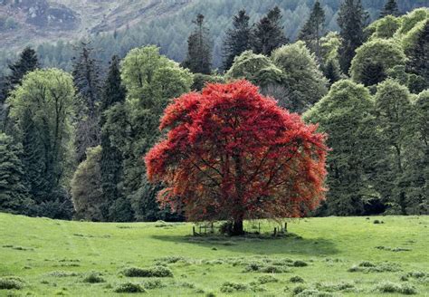 Five Common Varieties of Beech Trees