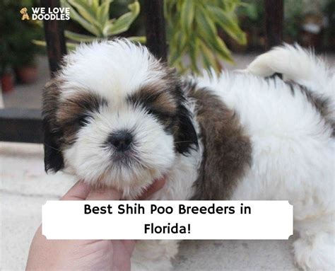 7 Best Shih Poo Breeders in Florida!