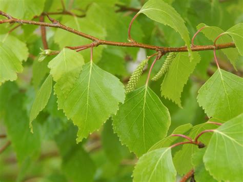 Gray Birch - Betula Populifolia | Deciduous Trees | Cold Stream Farm ...