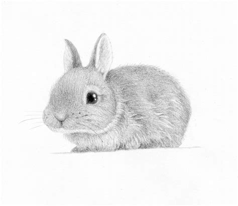 Realistic Bunny Drawing at PaintingValley.com | Explore collection of ...