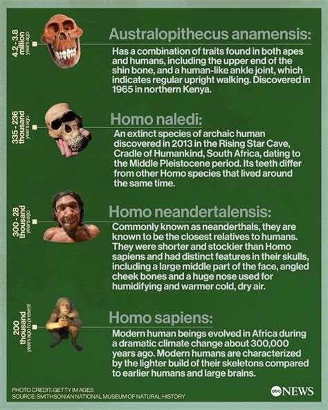 Homo naledi had a brain one-third the size of humans but displayed ...