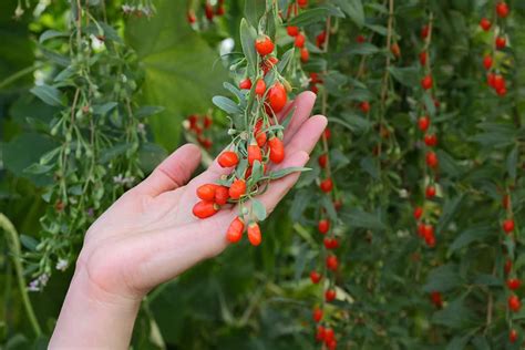 Goji Berry Plant: What You Should Know About Growing This Healthy Food