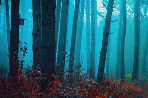 Walk in the misty forest on Behance