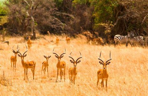 Akagera National Park - The Safari Partners