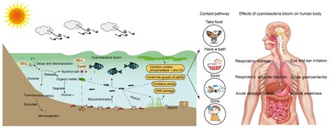 Toxins | Free Full-Text | The Impact of Cyanobacteria Blooms on the ...