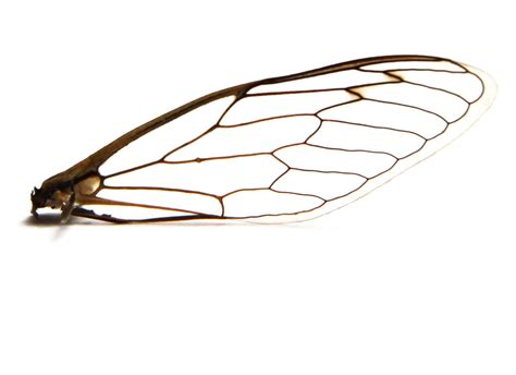 leaded glass | Insect wings, Dragonfly art, Wings drawing