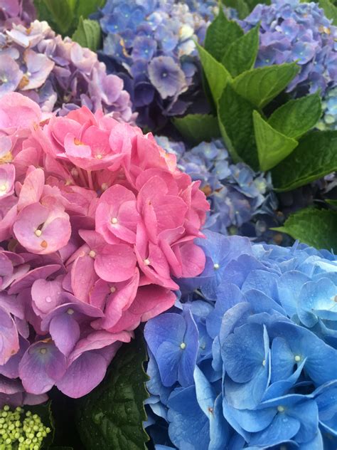 Hydrangea Flower Color - Surfing Hydrangea Nursery, Inc.