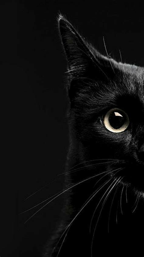 Dark Cat Wallpapers - Wallpaper Cave