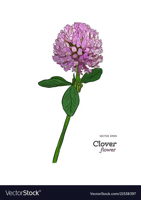 How To Draw A Clover Flower