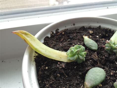 Windowsill Succulents Changing Colors [Backyard Neophyte Landscaping Blog]