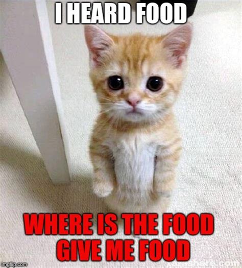 11++ Cat Memes About Food - Factory Memes