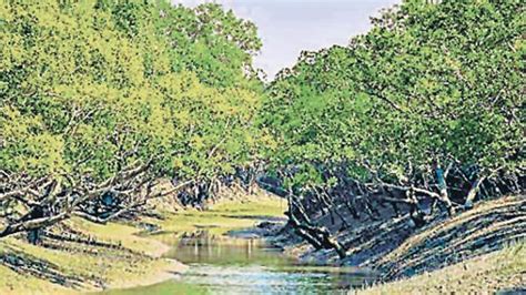 Sunderbans losing its dense mangrove cover: Govt report | Latest News ...