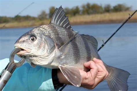 Black Drum Size Limit Texas: Top Tips For How To Catch Within The ...