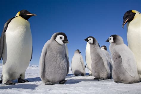 The Photographer Who's Spent a Decade Documenting Emperor Penguins in ...