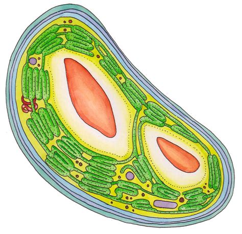 Chloroplast & Plant cell diagram - Lizzie Harper