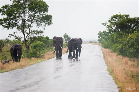 Three Elephants, Kruger National Park, South Africa – Zanzig.com Photo Hub