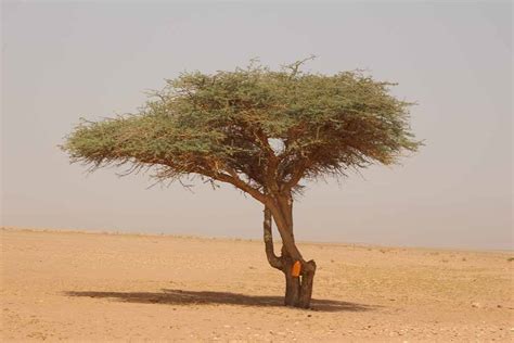 Sahara Desert Plants