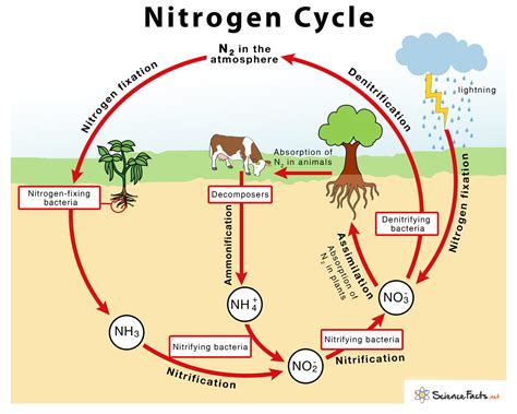 [DIAGRAM] Carbon Cycle Diagram - MYDIAGRAM.ONLINE