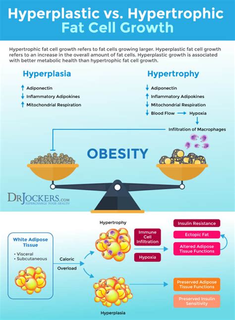 Visceral Fat: What is It and How it Drives Up Inflammation