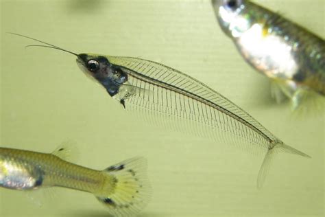 Glass Catfish: Complete Care Guide & Species Profile