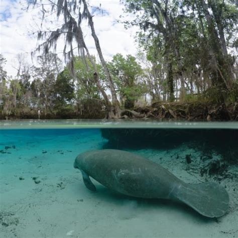 A Guide to Seeing Manatees in Crystal River, FL | Discover Crystal River