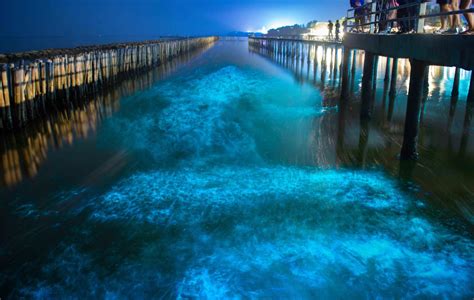 Top 5 Bioluminescent beaches in Thailand that will blow your mind ...