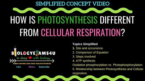 Compare And Contrast Photosynthesis And Cellular Respiration