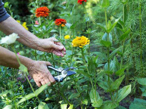 Tips & Information about General Flower Garden Care - Gardening Know How