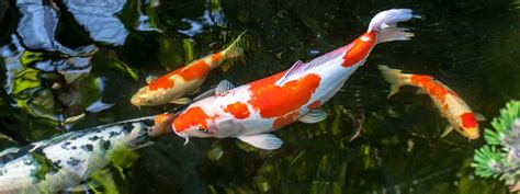 Koi Fish Care (Lifespan, Tank Mates, Diet, & Health)