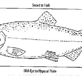 Fish length measurements used during LDR Kokanee Spawning Monitoring ...