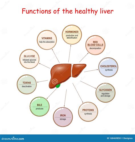 Liver Functions Cartoon Vector | CartoonDealer.com #61319483