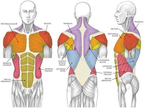 Muscles Of Torso Male Shoulder And Chest Muscles Labeled Chart On ...