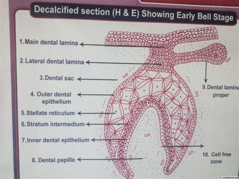 embryology pptx - د اسيل - Muhadharaty