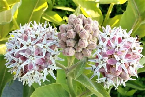 8 Different Types of Milkweed (Photos) - Garden Lovers Club