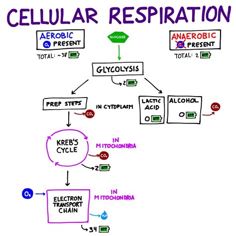 Answer Key Cellular Respiration Overview Worksheet – Kidsworksheetfun