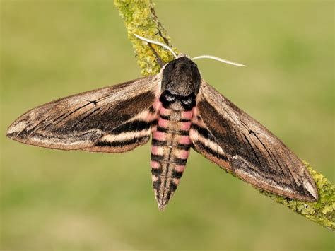 Privet Hawk-moth | Butterfly Conservation