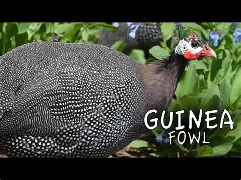 Guinea Fowl Sounds