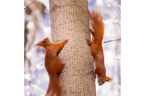 Eurasian red squirrel Facts - CRITTERFACTS