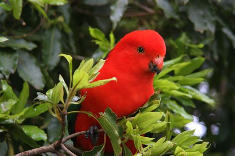 Australian King Parrot — Full Profile, History, and Care