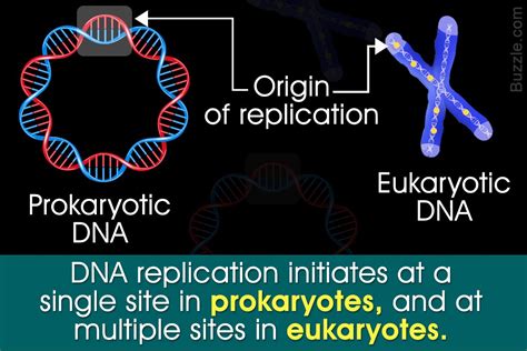 DNA replication is a complex process comprising several co-ordinated ...