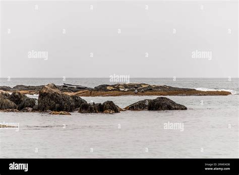 Exploring seals wildlife at the beach in the morning mist at Kejimkujik ...