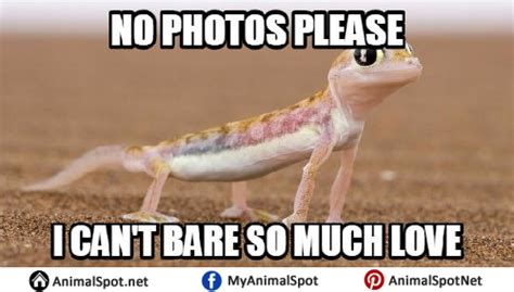 Lizard Face Meme